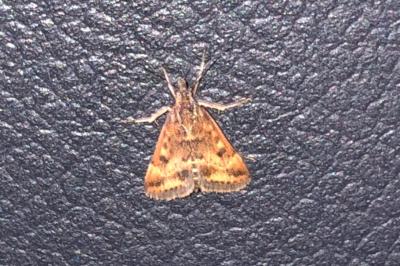 <i>Pyrausta despicata</i>