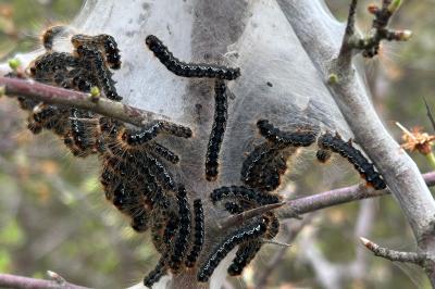 <i>Eriogaster catax</i>