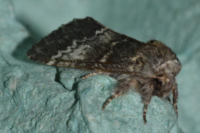 <i>Drymonia ruficornis</i>