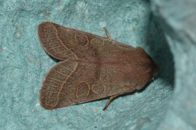 <i>Orthosia cerasi</i>