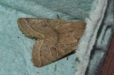 <i>Orthosia cerasi</i>