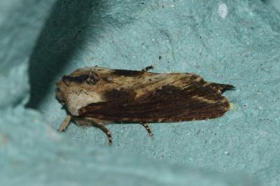 <i>Egira conspicillaris</i>