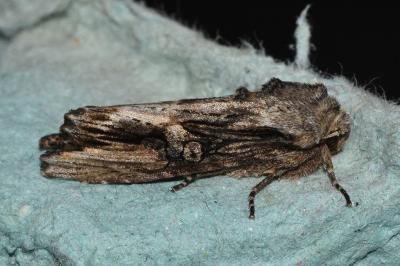 <i>Egira conspicillaris</i>