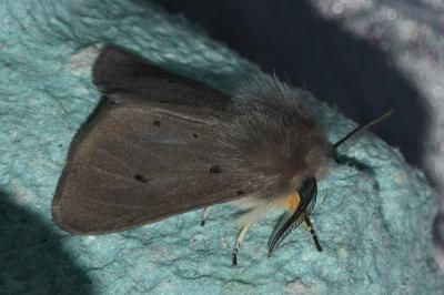 <i>Diaphora mendica</i>