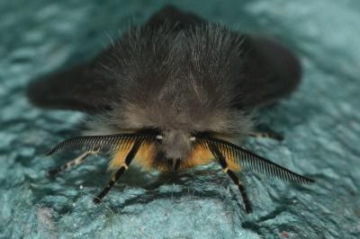 <i>Diaphora mendica</i>