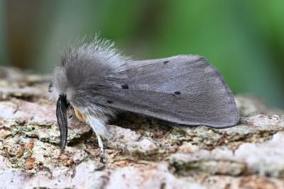 <i>Diaphora mendica</i>