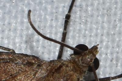 <i>Thera obeliscata</i>