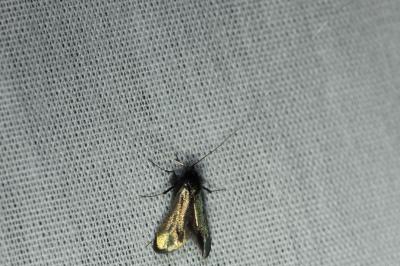 Adela reaumurella