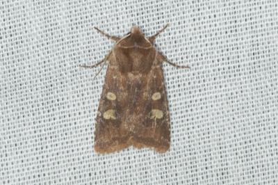 Cerastis leucographa