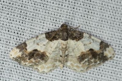 Ligdia adustata