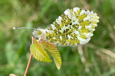 <i>Anthocharis cardamines</i>