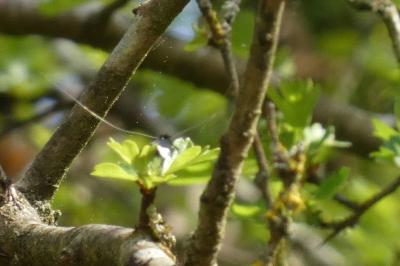 <i>Adela reaumurella</i>