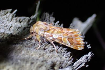 <i>Panolis flammea</i>