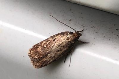 <i>Depressaria</i>