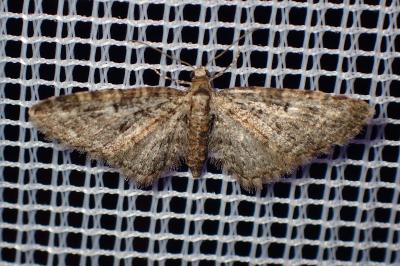 <i>Eupithecia</i>