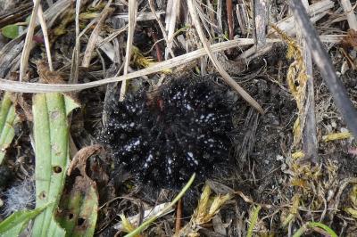 <i>Melitaea cinxia</i>