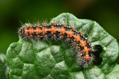 <i>Euplagia quadripunctaria</i>
