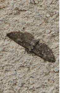 <i>Eupithecia abbreviata</i>