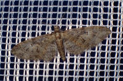 <i>Eupithecia abbreviata</i>