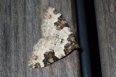<i>Xanthorhoe fluctuata</i>