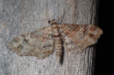 <i>Gymnoscelis rufifasciata</i>