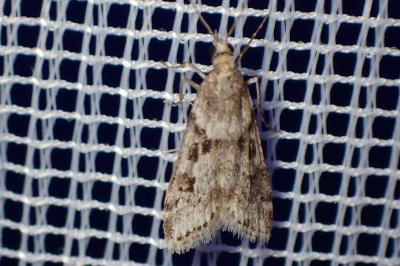<i>Eudonia angustea</i>