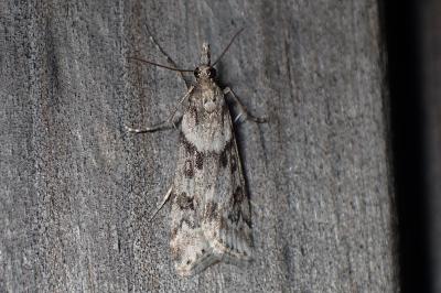 <i>Eudonia angustea</i>
