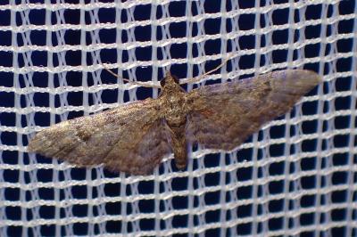 <i>Gymnoscelis rufifasciata</i>