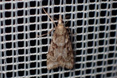 <i>Eudonia angustea</i>
