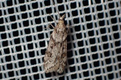 <i>Eudonia angustea</i>