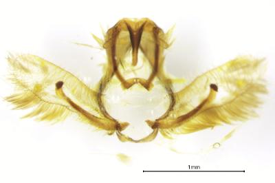 <i>Cnephasia cupressivorana</i>