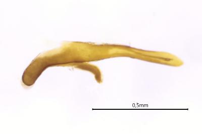 <i>Cnephasia cupressivorana</i>