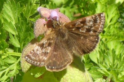 <i>Erynnis tages</i>