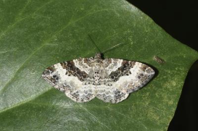 <i>Epirrhoe alternata</i>