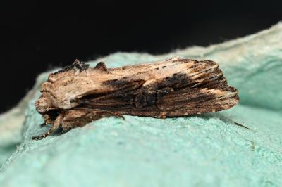 <i>Egira conspicillaris</i>