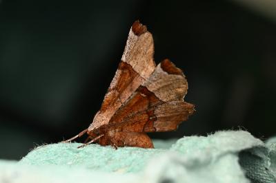 <i>Selenia lunularia</i>