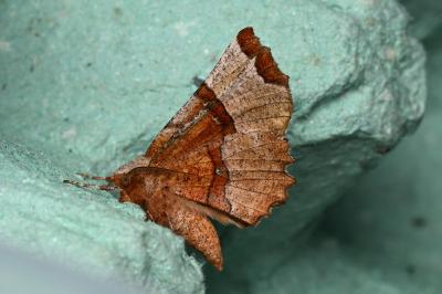 <i>Selenia lunularia</i>