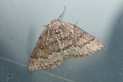 <i>Aleucis distinctata</i>