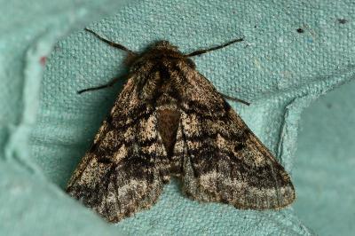 <i>Lycia hirtaria</i>