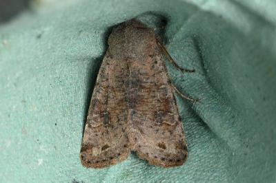 <i>Orthosia incerta</i>