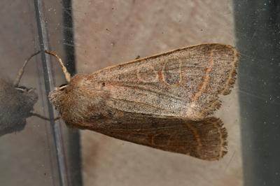 <i>Orthosia cerasi</i>