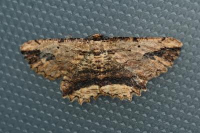 <i>Menophra abruptaria</i>