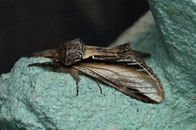 <i>Pheosia tremula</i>