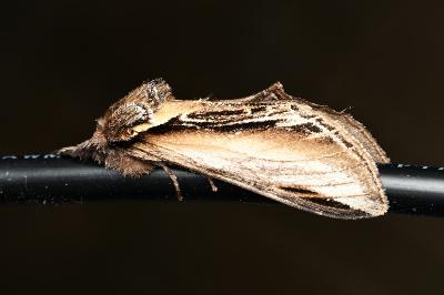 <i>Pheosia tremula</i>