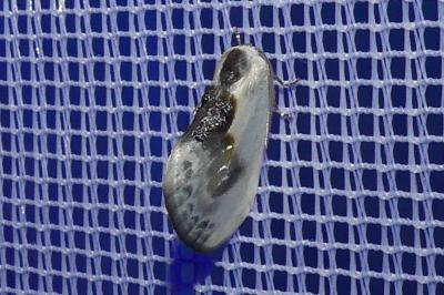 <i>Cilix glaucata</i>