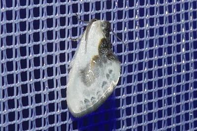 <i>Cilix glaucata</i>