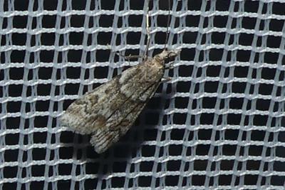 <i>Eudonia angustea</i>