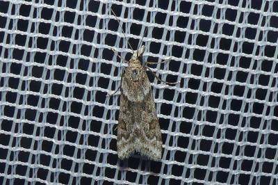 <i>Eudonia angustea</i>