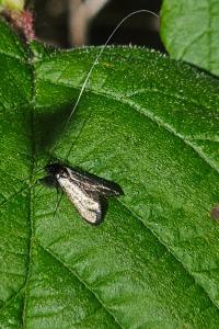 <i>Adela reaumurella</i>