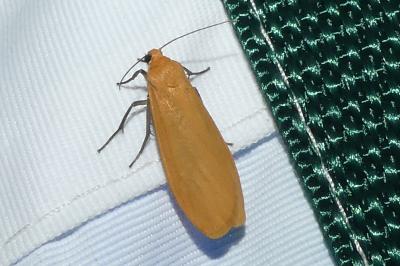 <i>Wittia sororcula</i>